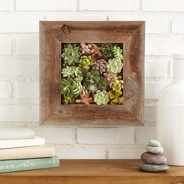 Succulent Living Wall Planter Kit