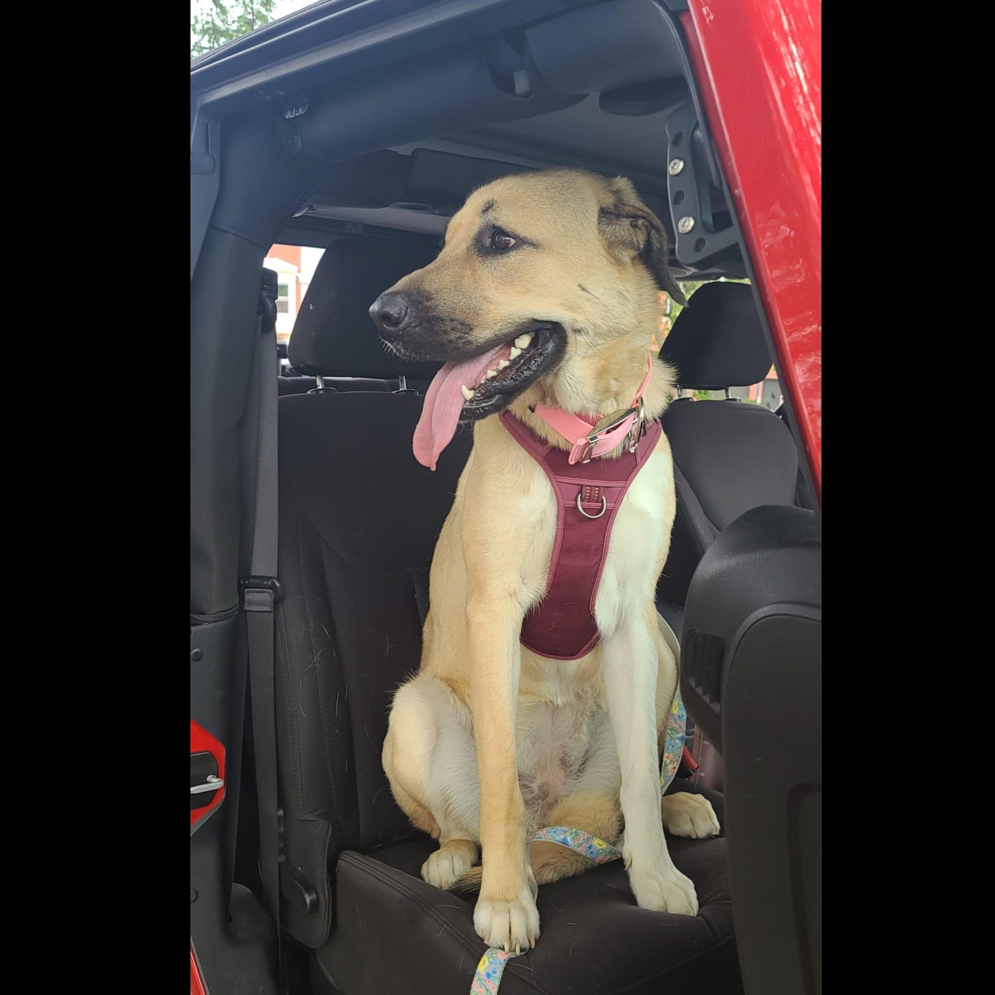 C'mon, Mom, let's go Jeepin'!