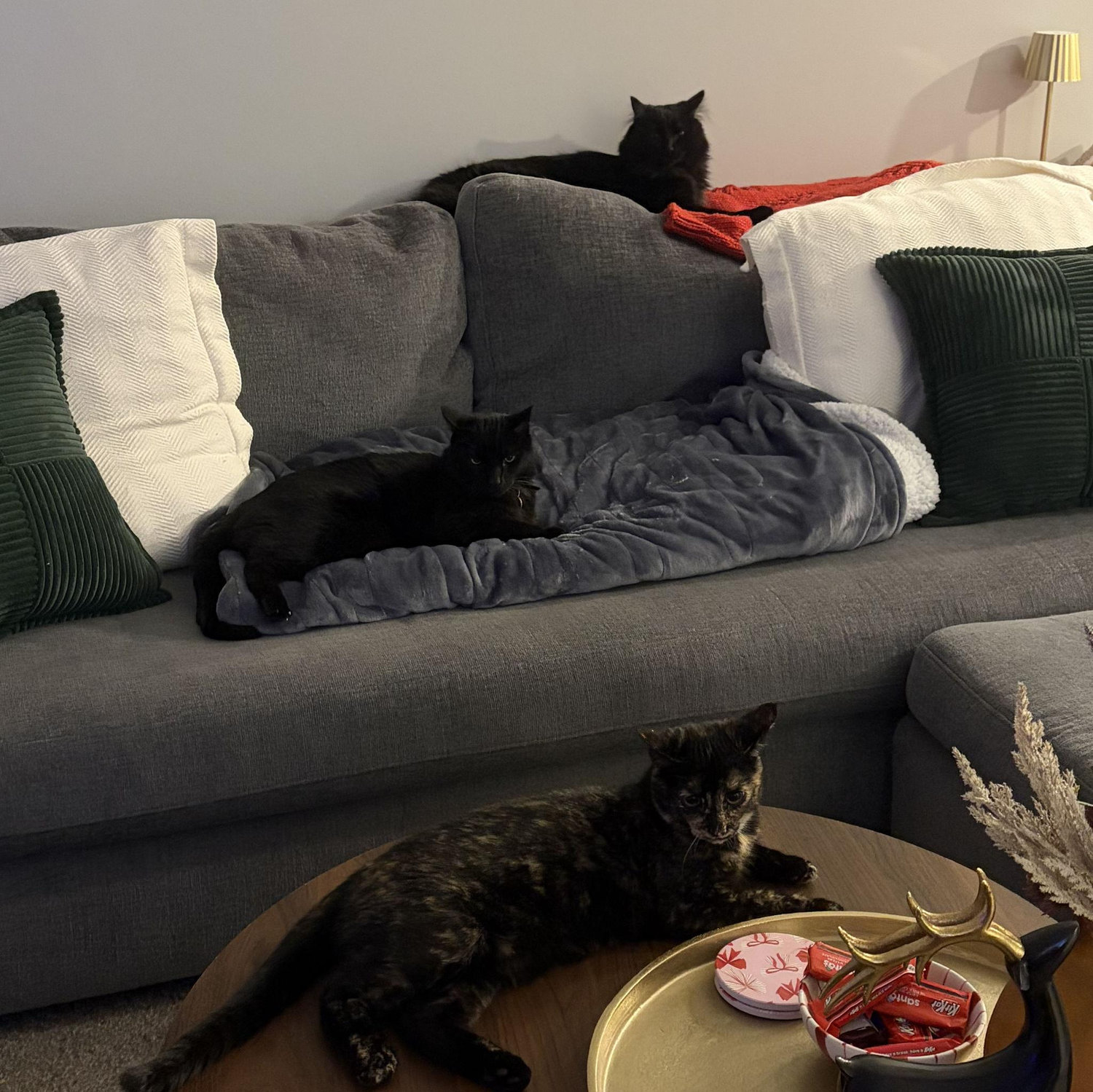 Our three fur babies!