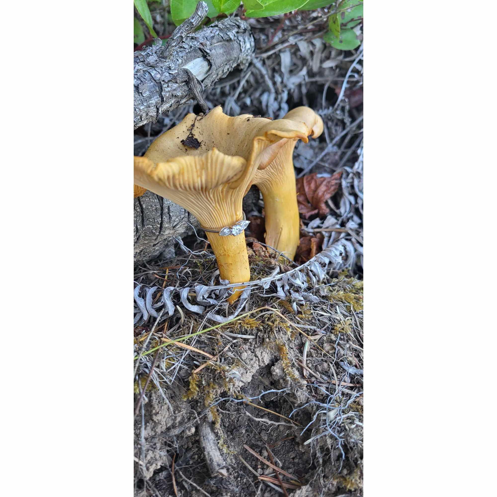 Whoever said diamonds are a girl's best friend never saw Elizabeth with chanterelles!