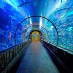 Shark Reef Aquarium at Mandalay Bay
