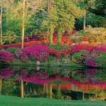 Middleton Place