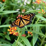 Cambridge Butterfly Conservatory