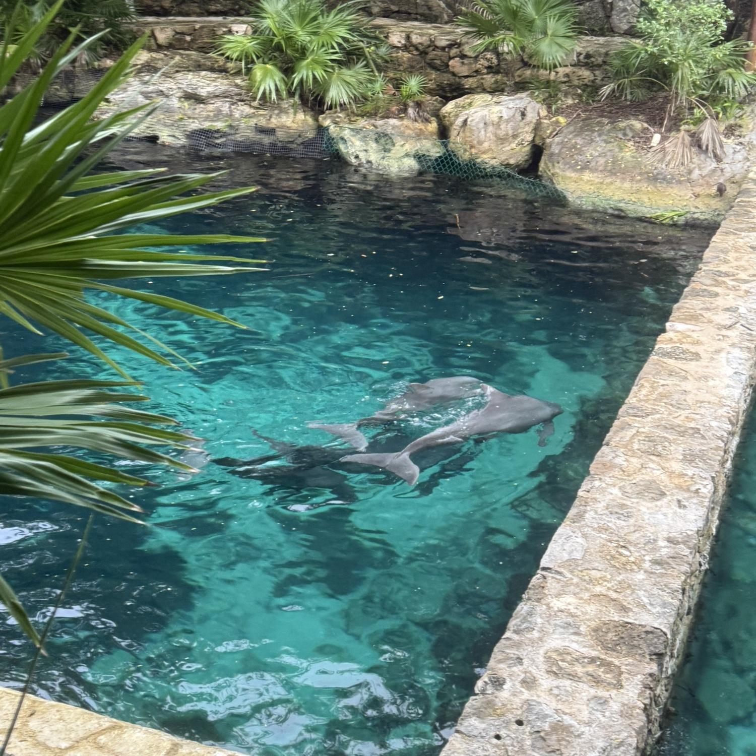 Xcaret's dolphin area. You can swim with them for an extra cost.