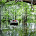 Louisiana Swamp Tours