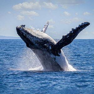 Whale Watching Tour