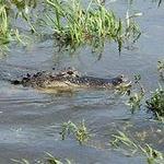 Airboats & Alligators