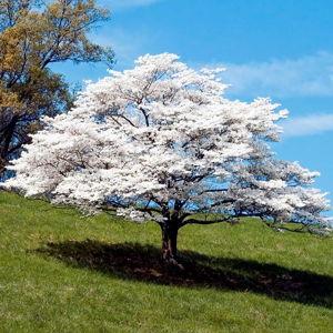 Wedding Tree