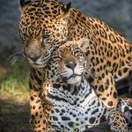 Los Angeles Zoo