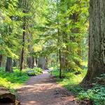 Ross Creek Cedars Scenic Area
