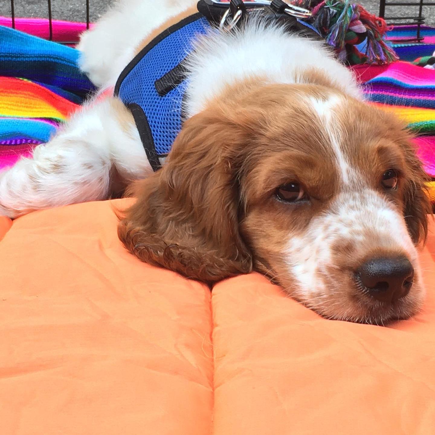 Chumley at 8 weeks