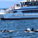 Island Adventures Whale Watching Cruises