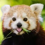 Binder Park Zoo