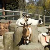 Beacon Hill Children's Farm
