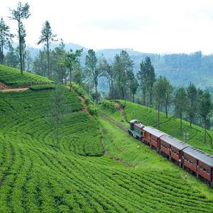 Scenic Tea Country Train Ride