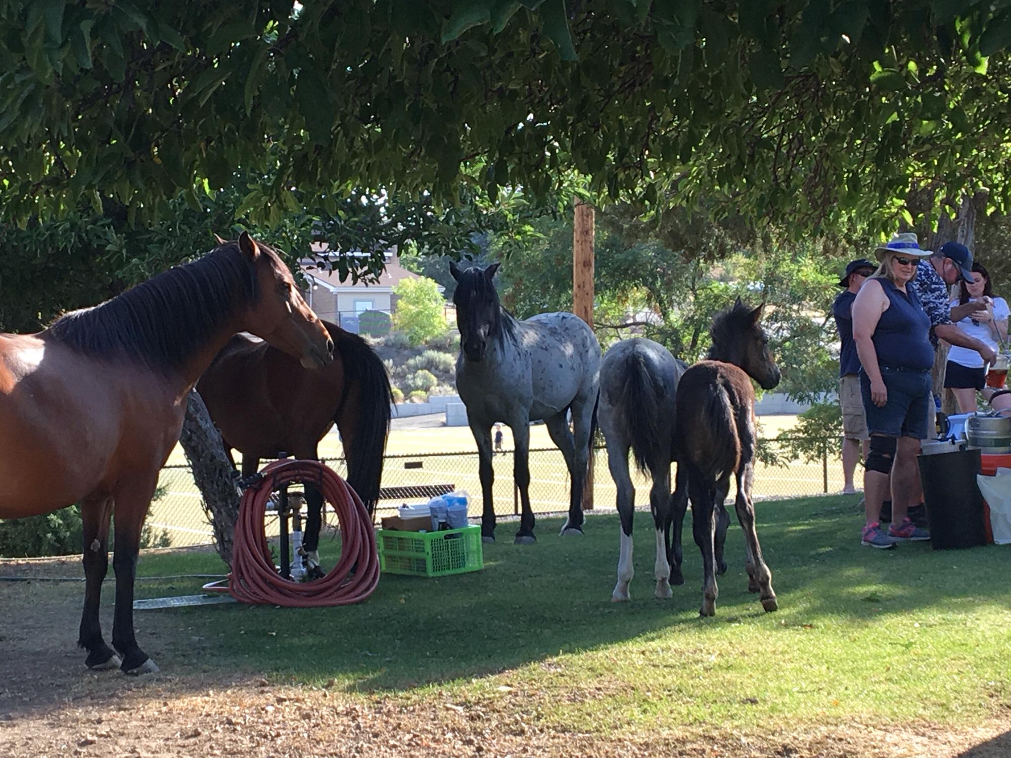 There will be so called "wild horses"