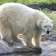 Detroit Zoo