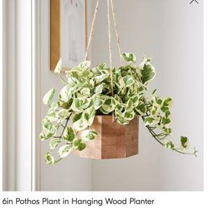 6in Pothos Plant in Hanging Wood Planter