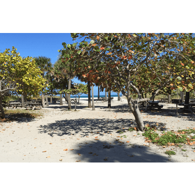 Coastline: Just east of the sand dunes, the strand of Sea Grapes and our Manatee Pavilion (where we will be based), the ocean beckons.