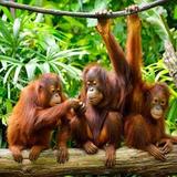 Semenggoh Wildlife Centre