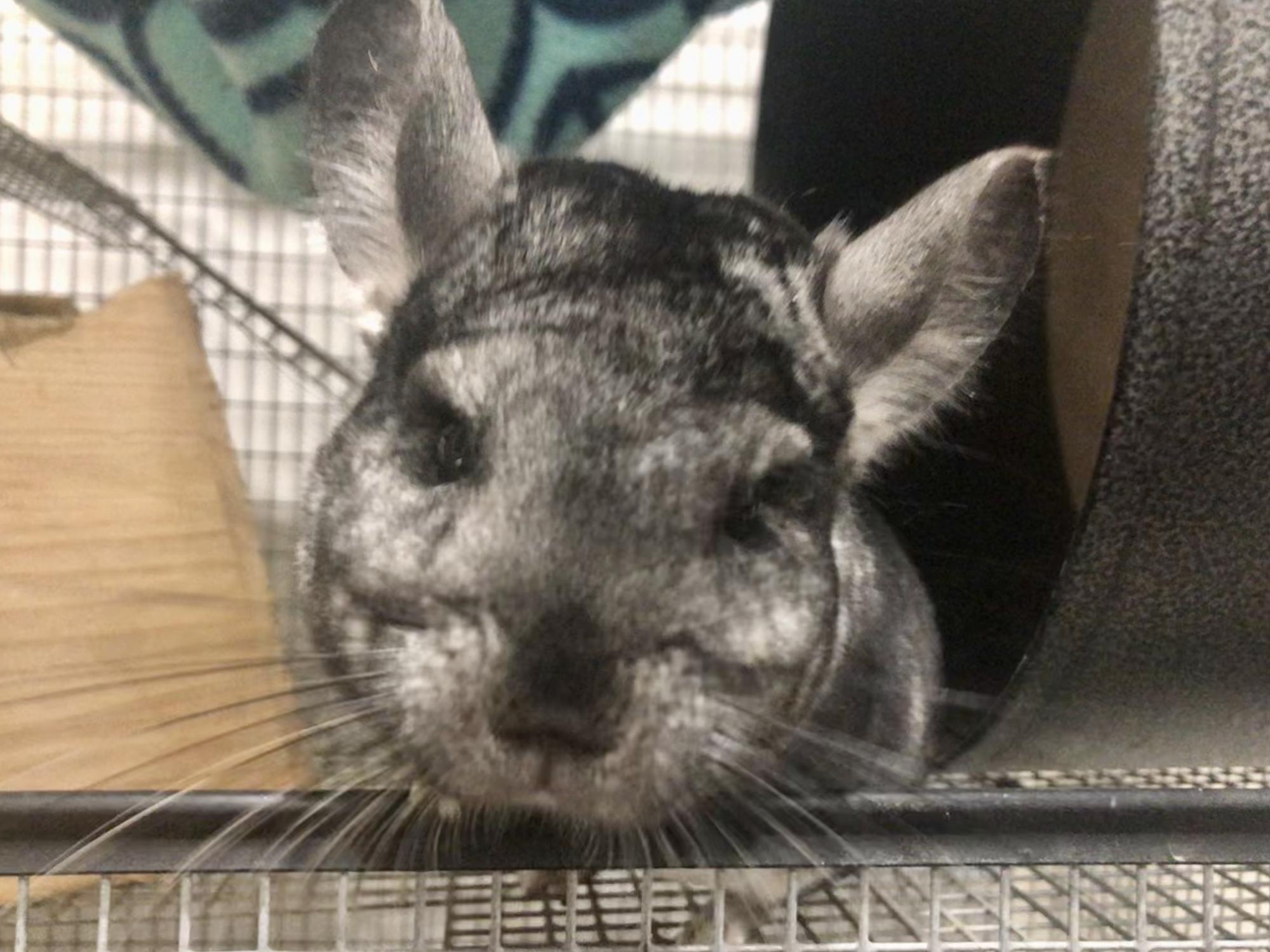 Paprika!