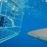 Oahu Shark Dive