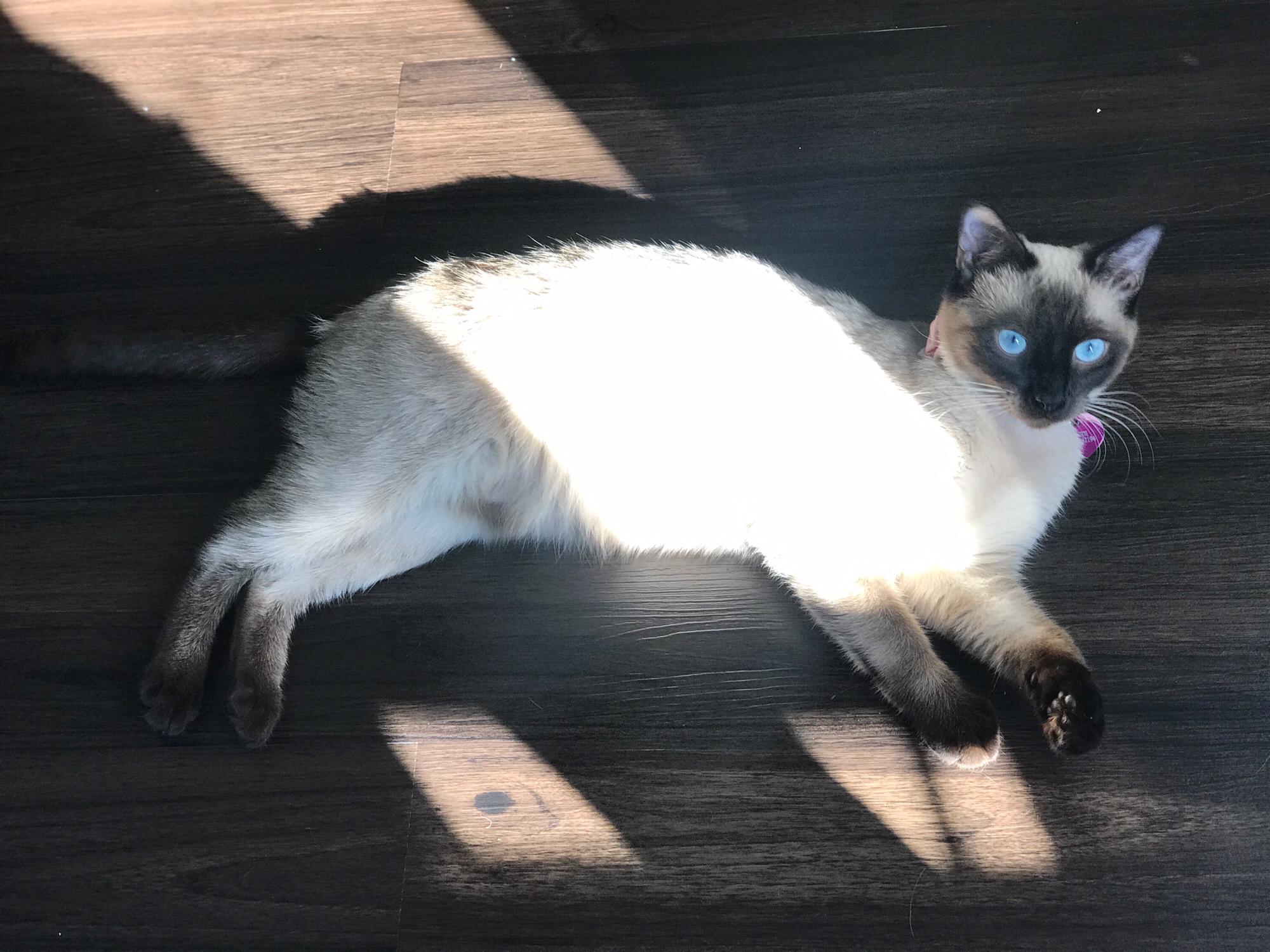 This is Heidi our beautiful vocal Siamese princess, who diligently performs cat Opera every Morning till she is served breakfast. Ninnette begged Chase for a cat & now Chase is one proud cat Dad.