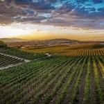 Wine Country