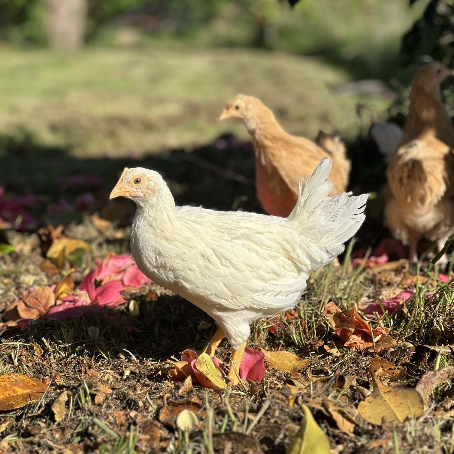 Our four chickens🐓♥️