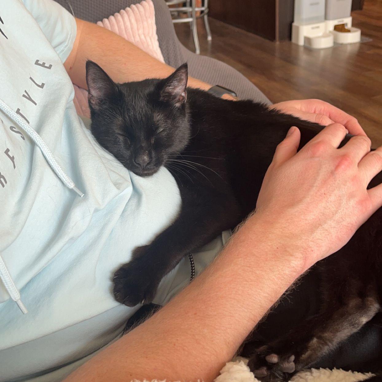 3/30/2023 - Bee's Gotcha Day! Haley and Hunter decided to adopt a little black kitty from Furry Friends Shelter and it was the best decision they've ever made!
