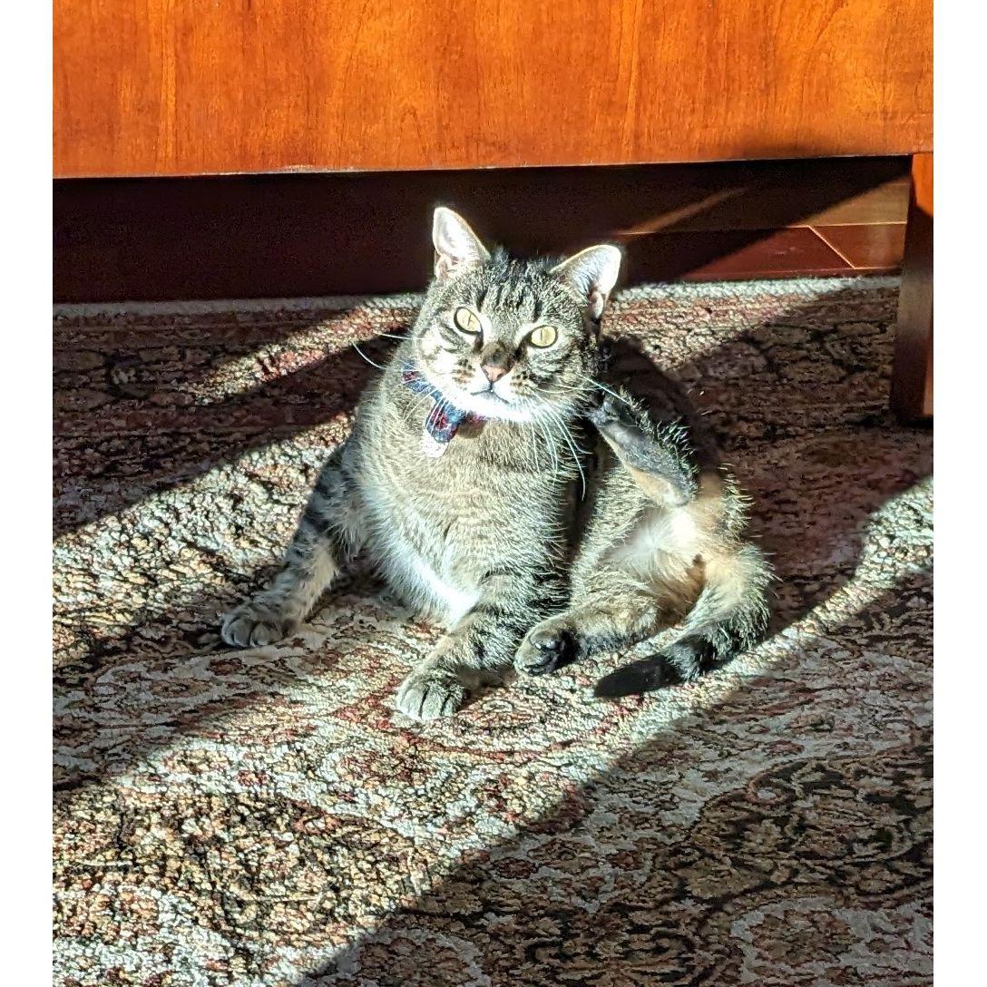 Silver enjoying some sunshine