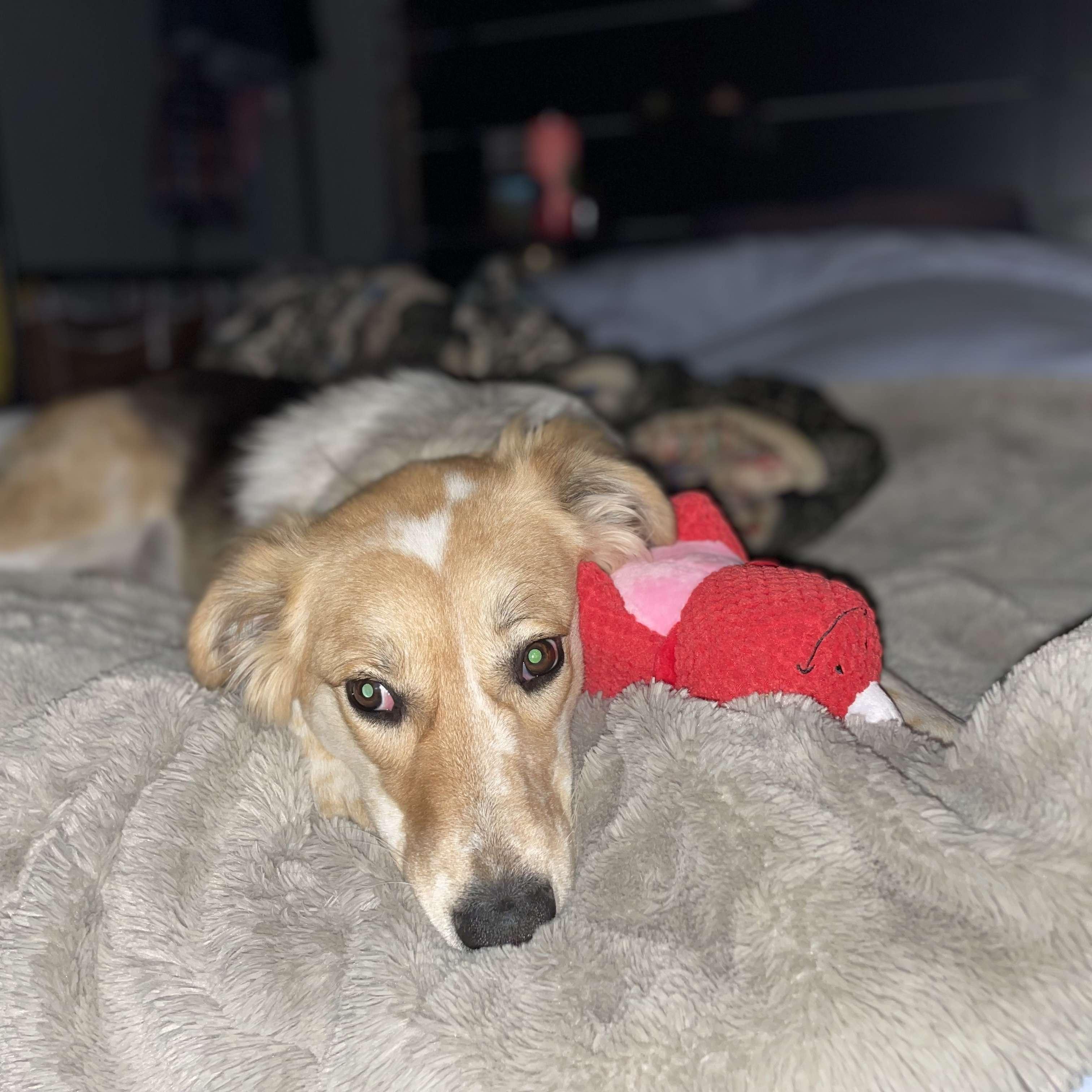 Our pup Mack 