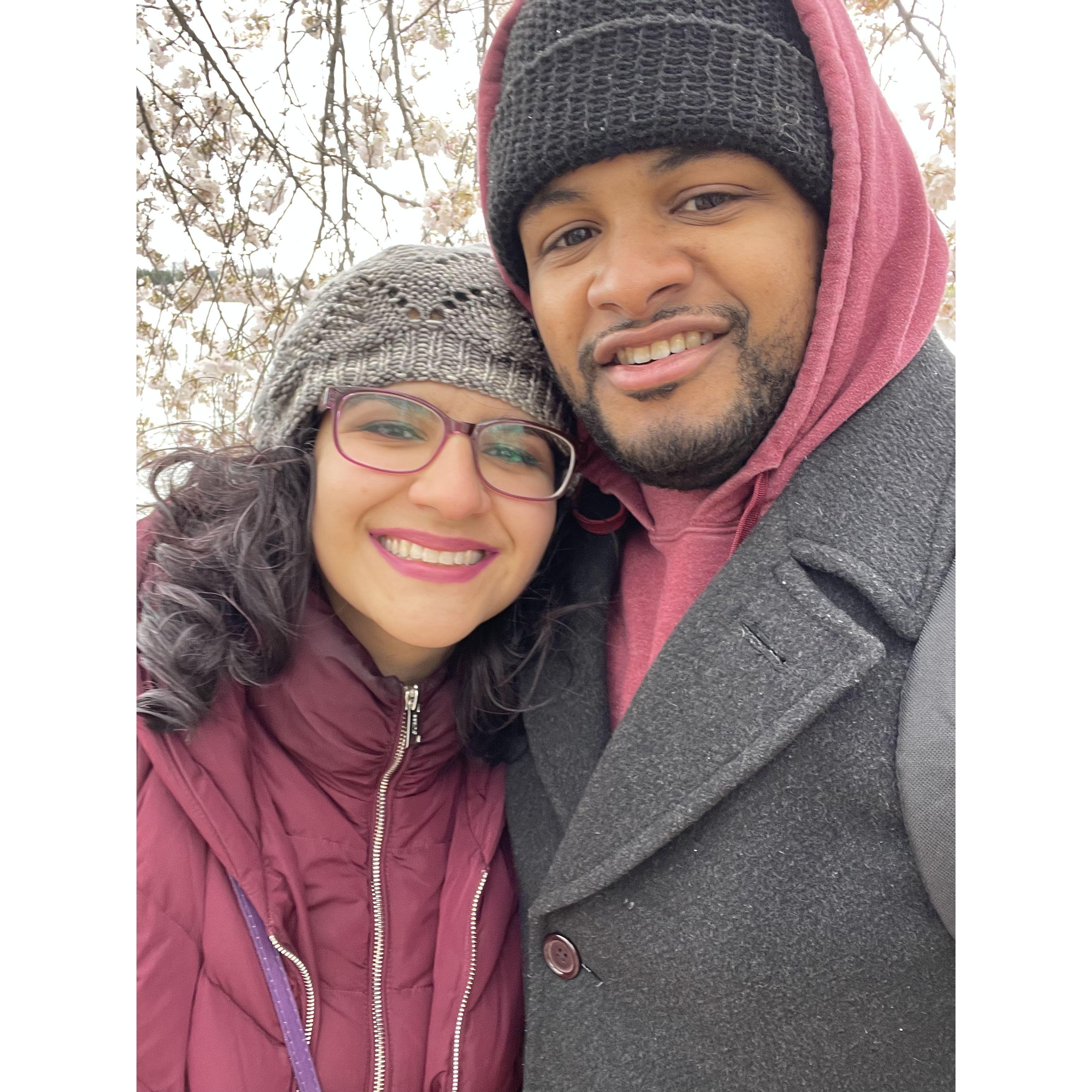 Snowy cherry blossoms in DC