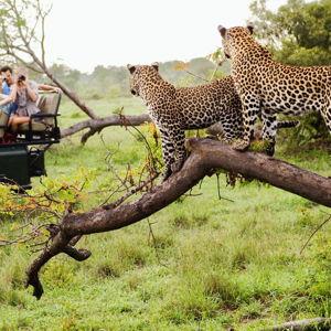 Honeymoon Fund - South Africa Adventure!