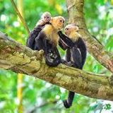 Manuel Antonio National Park