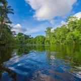 Amazon Rainforest