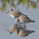 Blackpoint Wildlife Drive