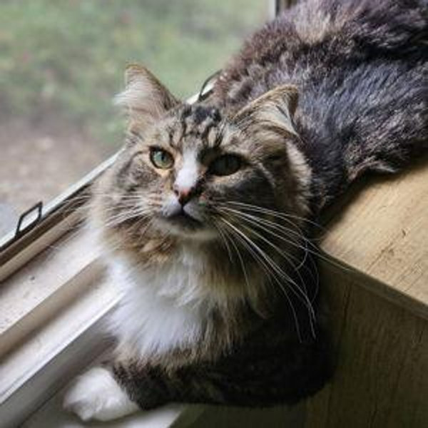 Donate ~ Denver Animal Shelter
