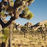 Visit Joshua Tree National Park