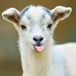 The Goat