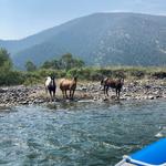 Yellowstone River