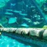 Sea World