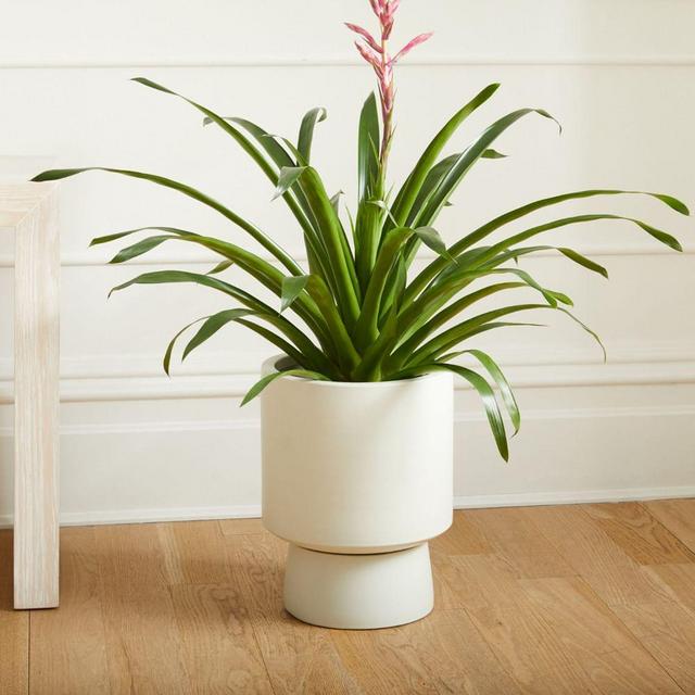 Bishop Pedestal Planters, Tall 13.5in, Alabaster