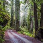 Jedediah Smith Redwoods State Park