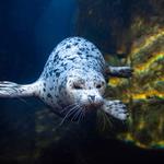 Alaska SeaLife Center