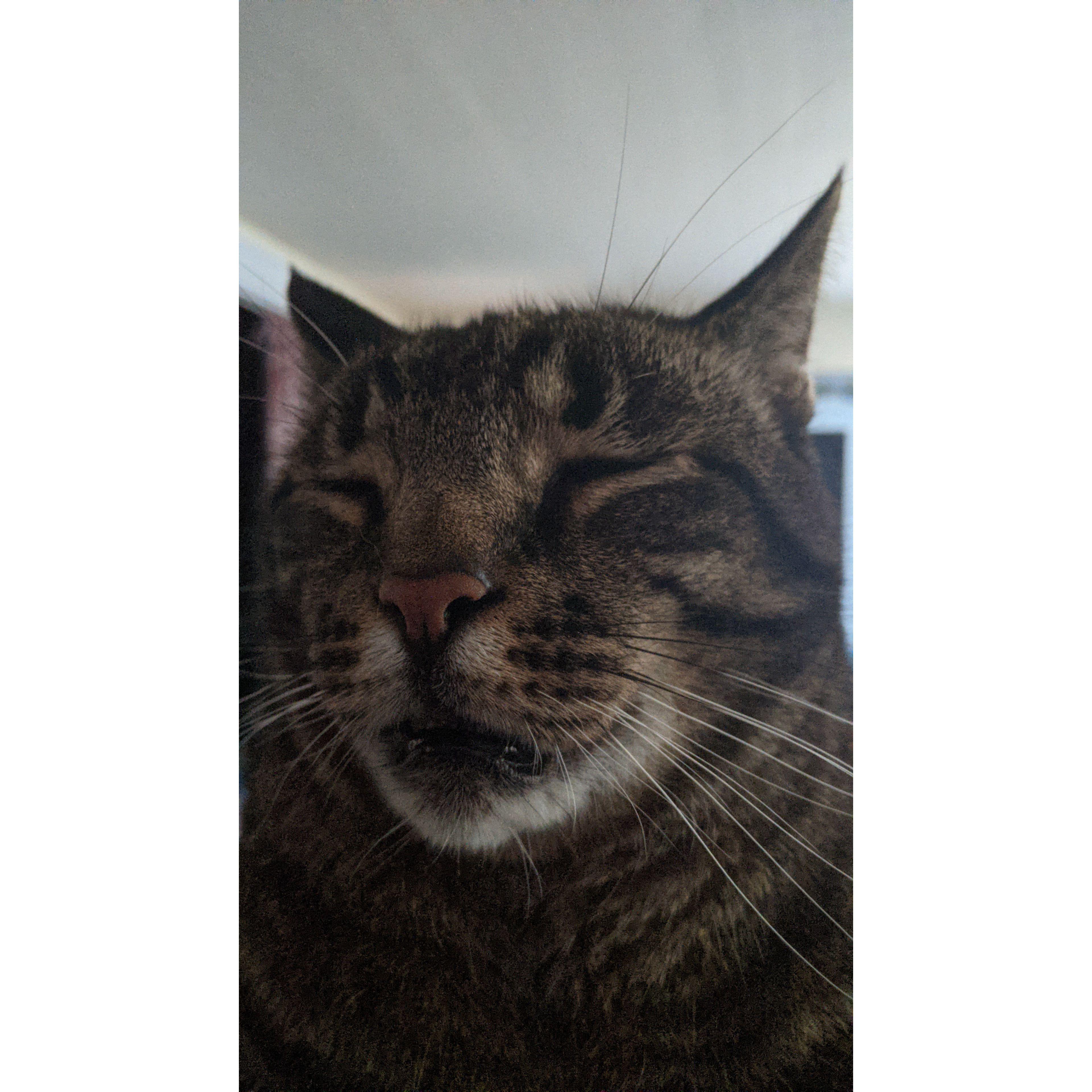 Sherlock can be a derp, but hes our derp