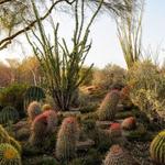 The Living Desert Zoo and Gardens