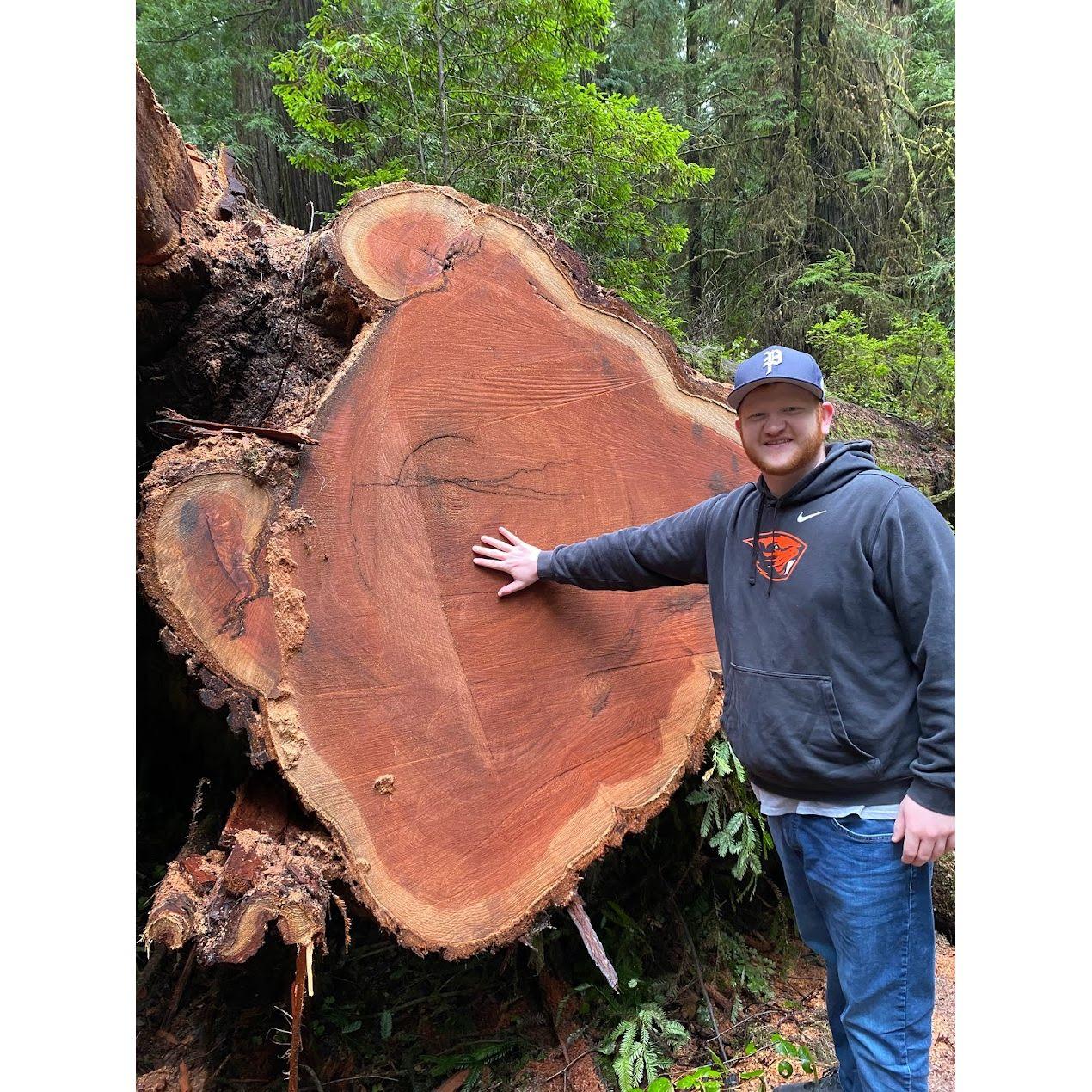 Chet vs a tree