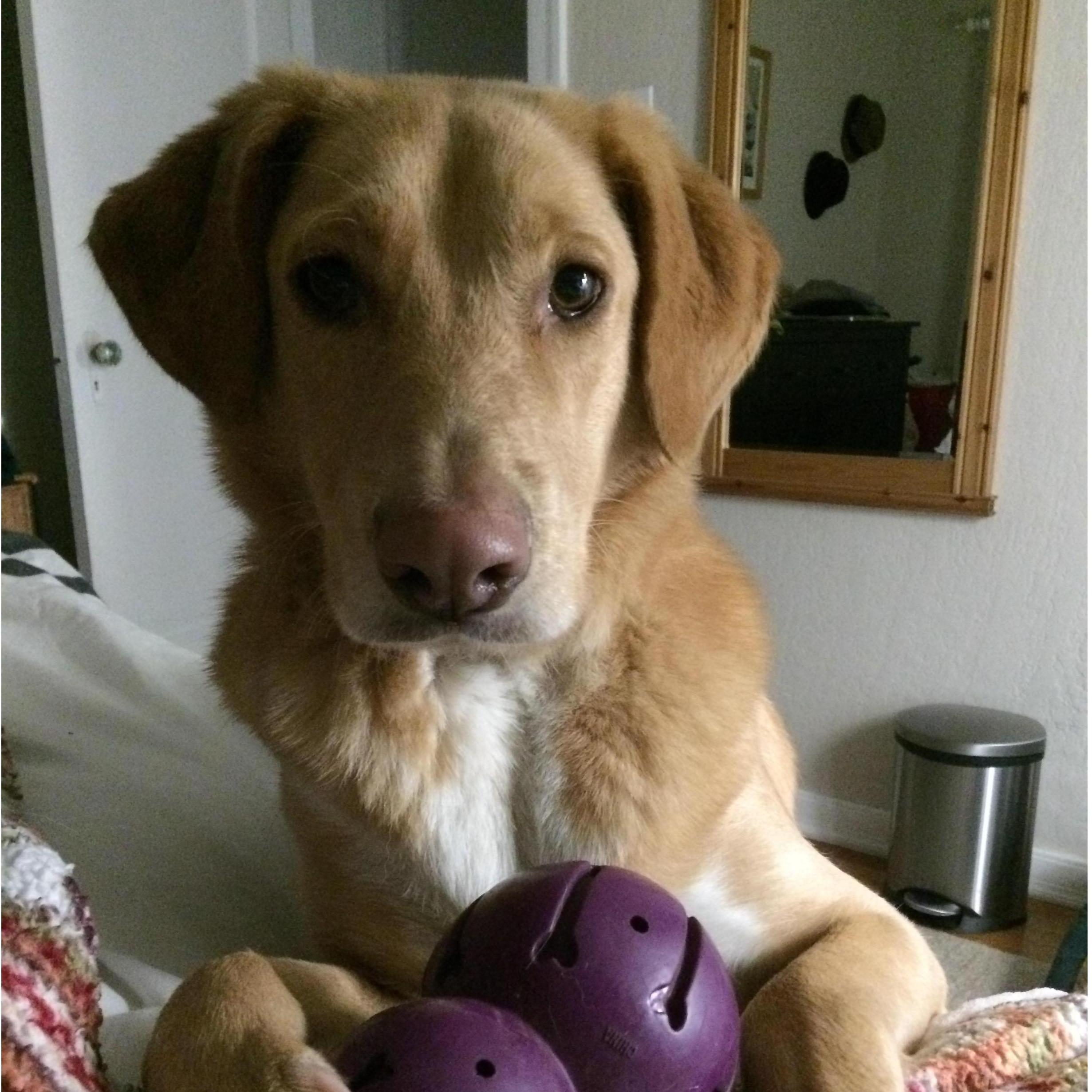 Our favorite fur ball!