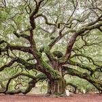 The Angel Oak